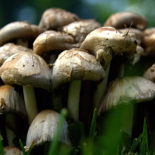 Foto ilustrativa: pixabay.com