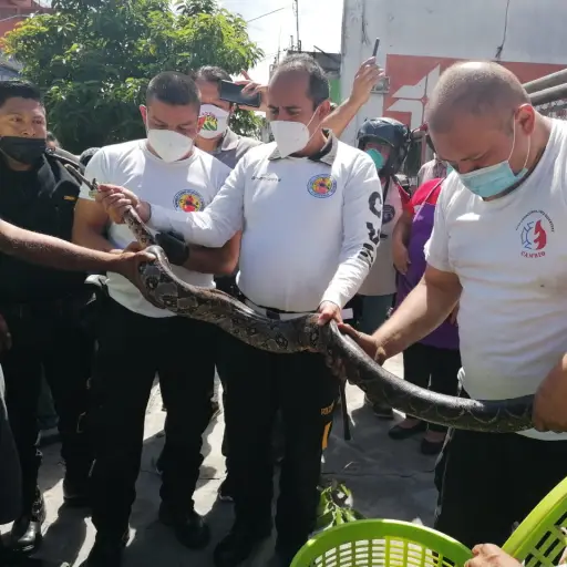 serpiente-boa-vehículo-zona-1 ,