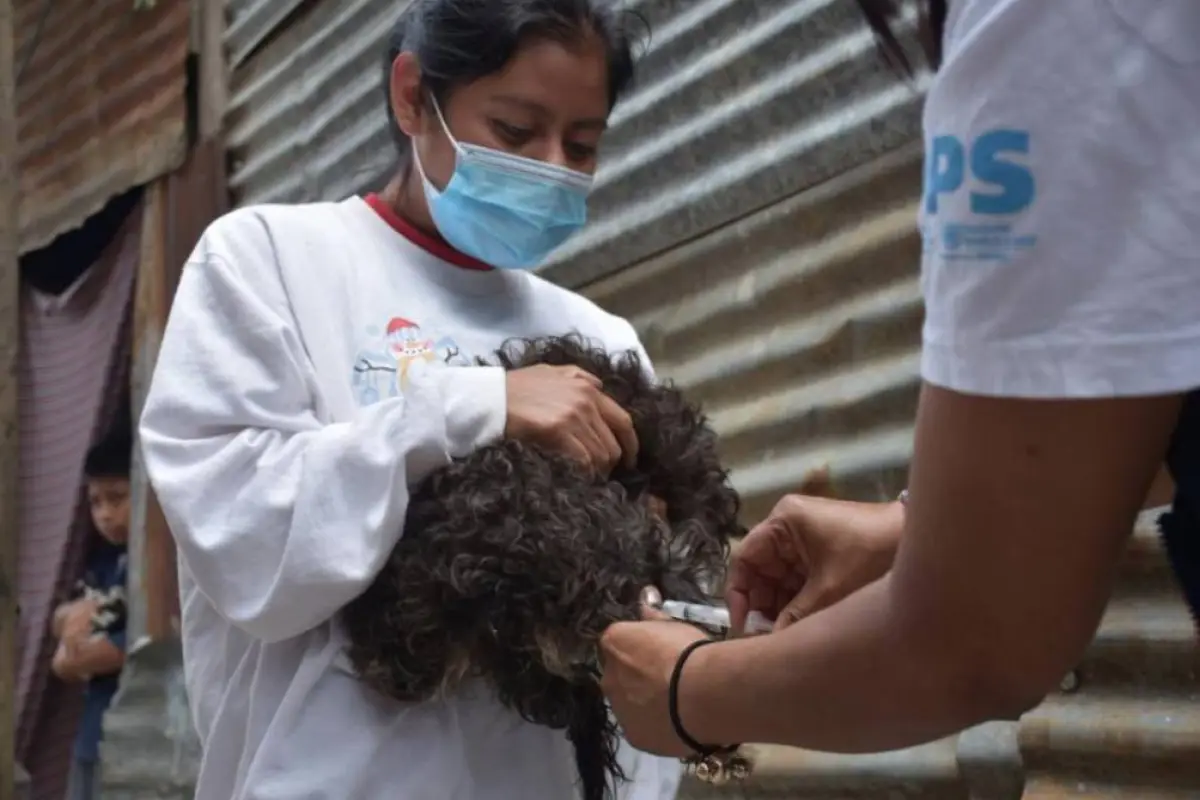 Vacunación para perros. Salud, 