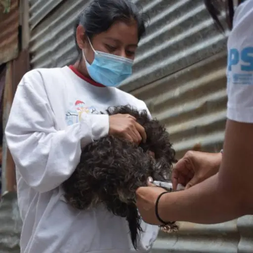 Vacunación para perros. Salud ,