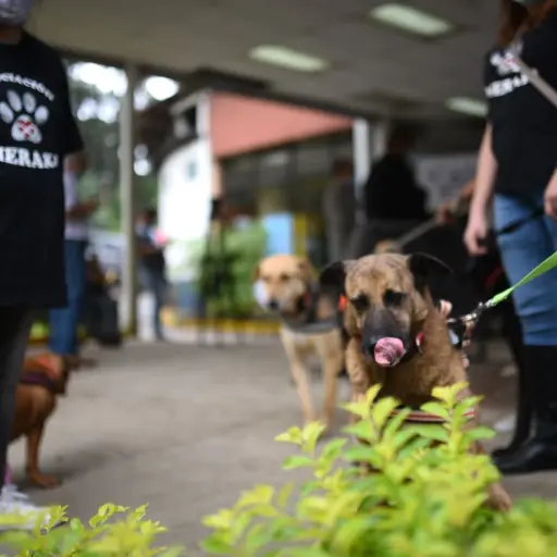 Jornada de vacunación octubre 2020. Foto: Edwin Bercián 