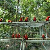 liberacion-guacamayas-peten-emisoras-unidas3 | 