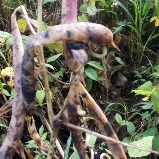 Eta afecta cultivos en la provincia, reporta el MAGA.