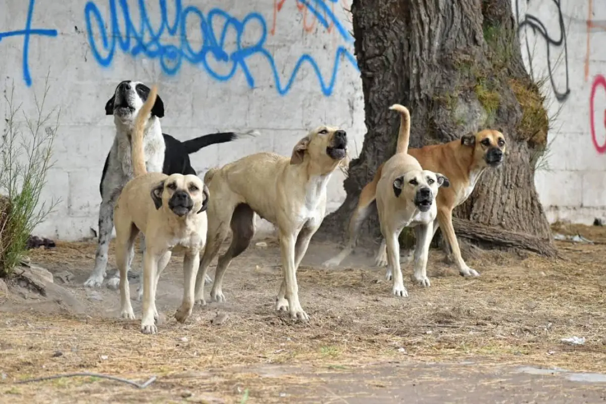 jauría de perros, 