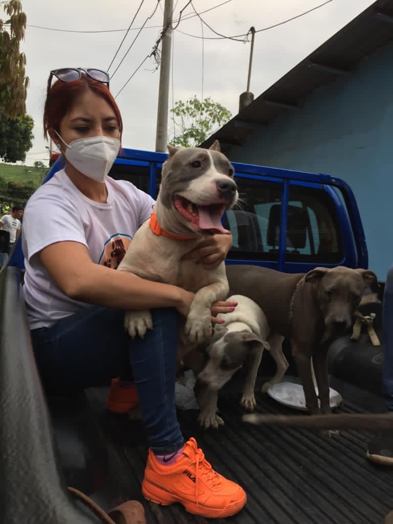 perros pitbull escuintla | 