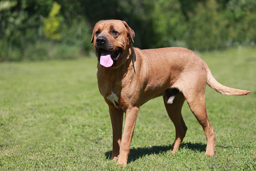 Tosa inu male dog closeup in the natural environment | 