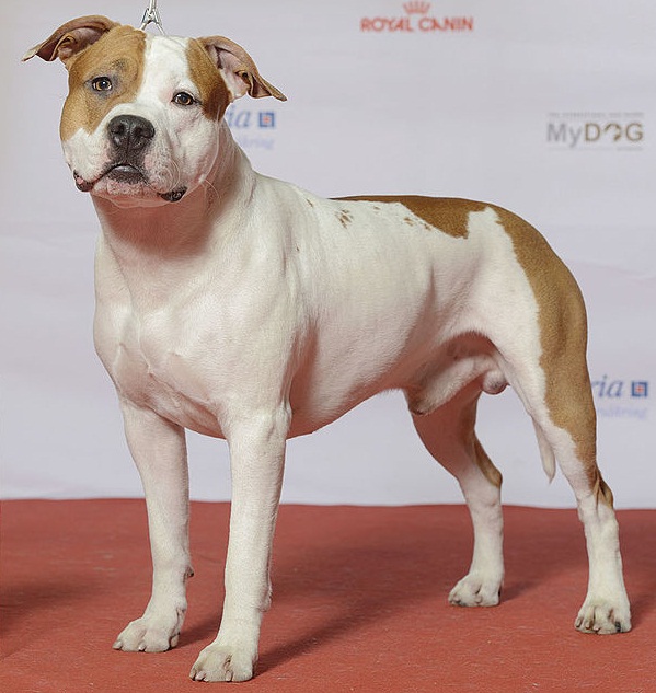 STAFFORDSHIRE_TERRIER | 