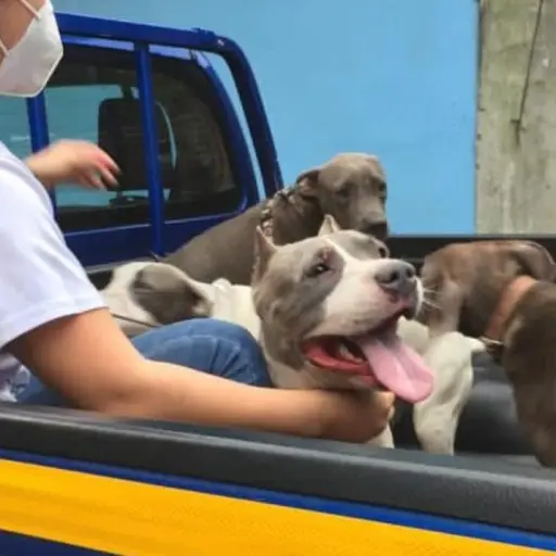 Llevan a alberguen a perros Pitbull que atacaron a mujer ,