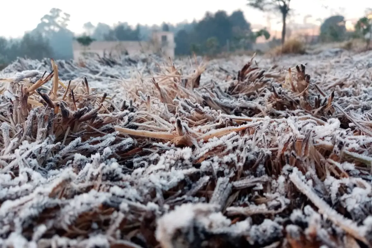 Totonicapán amanece con escarcha por las bajas temperaturas. Foto: Alberto Chaclán