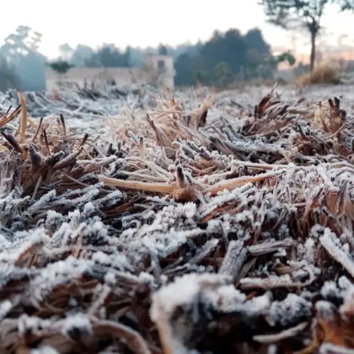 Totonicapán amanece con escarcha por las bajas temperaturas. Foto: Alberto Chaclán