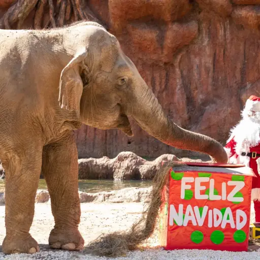 navidad zoologico ,