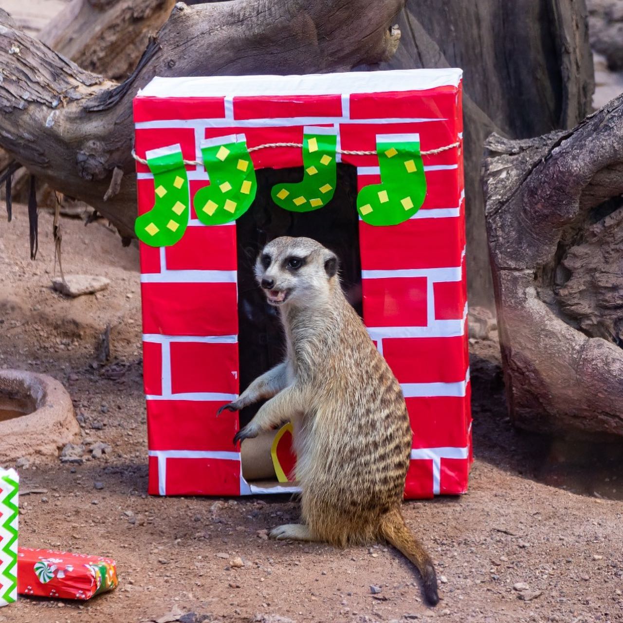 zoologico navidad | 