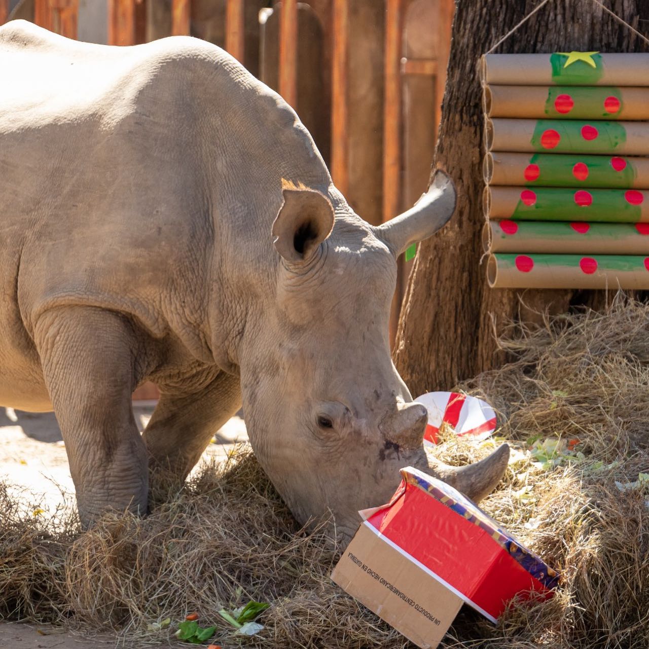 rinoceronte zoologico | 