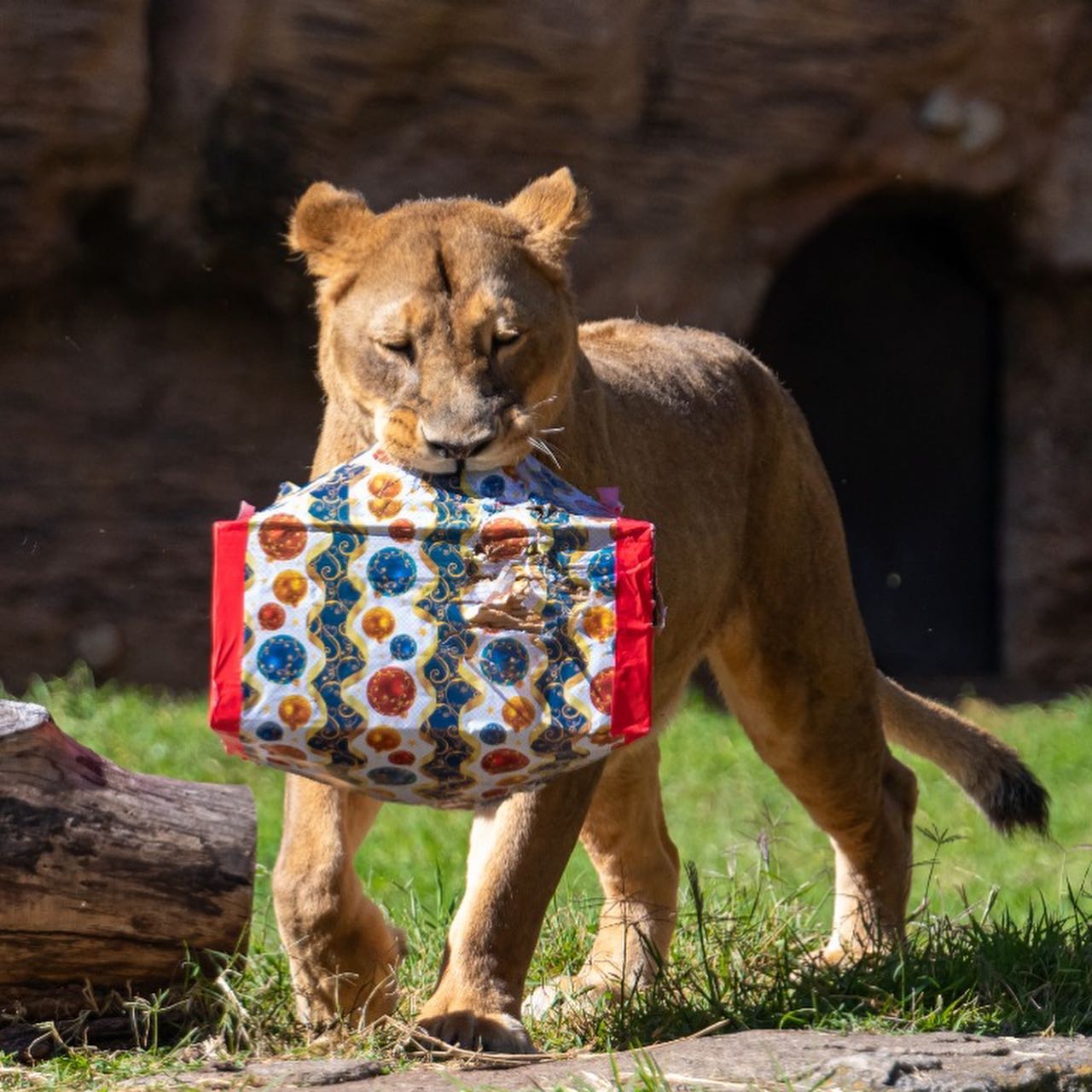 zoologico regalos | 