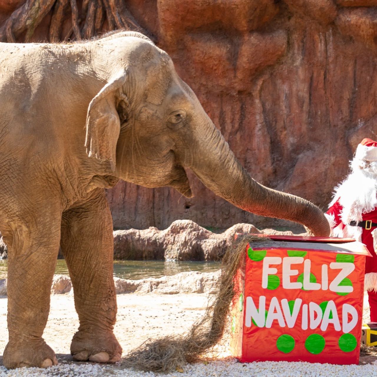 navidad zoologico | 