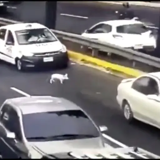 Cerdo deambula por la vía pública.