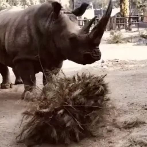 Pinabetes Zoológico La Aurora ,