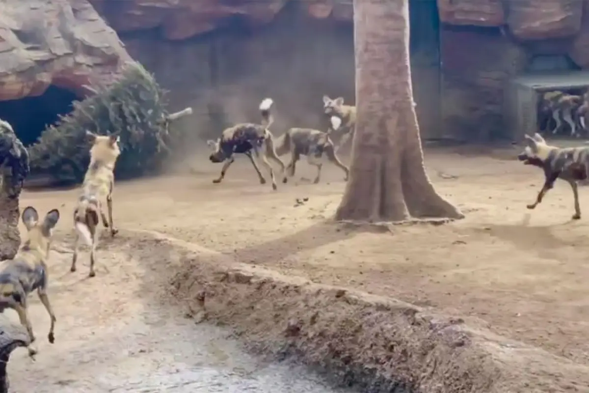 Perros salvajes juegan con árbol navideño, 