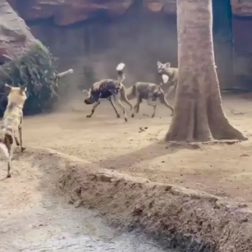 Perros salvajes juegan con árbol navideño ,
