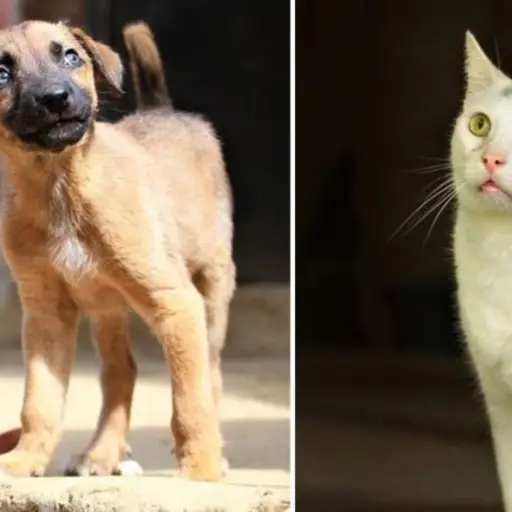 Animal Aware adopción de perros y gatos