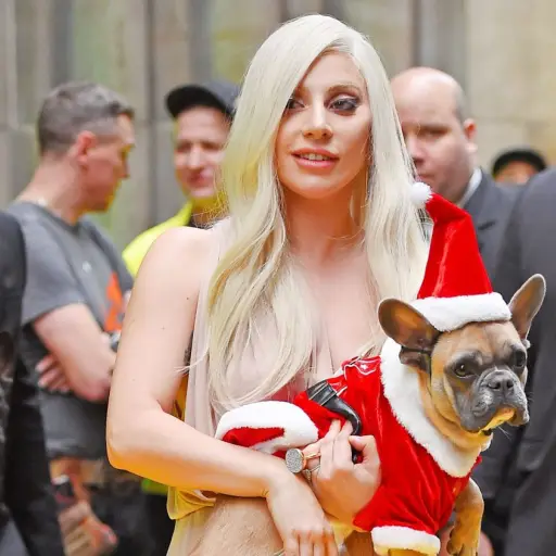 Lady Gaga Perros ,