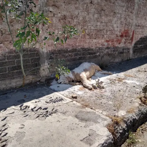 león-vía-pública ,