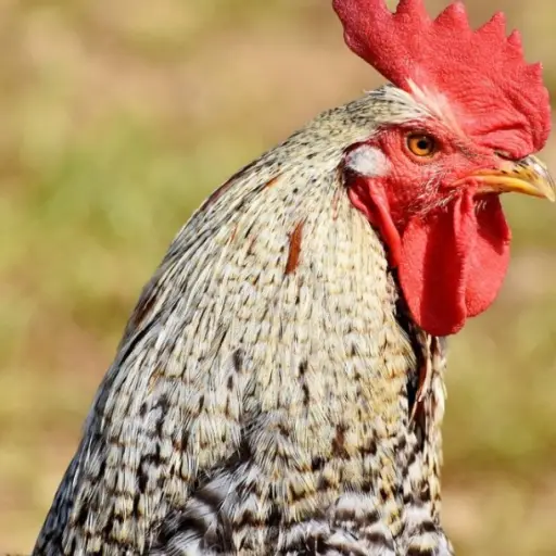 el-animal-fue-detenido-y-se-analiza-si-podra-ser-enviado-a-una-granja-avicola-pixabay ,