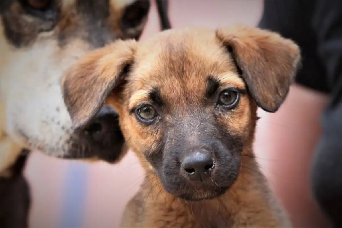 Animal Aware adopción de perros