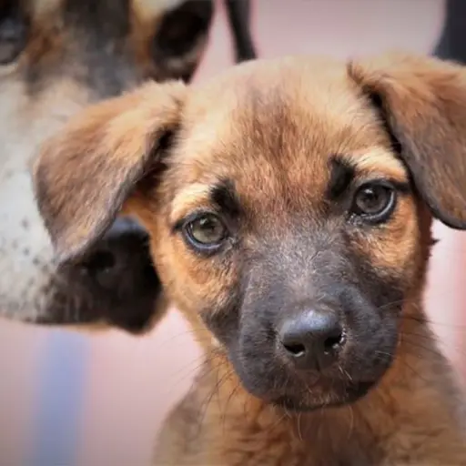 Animal Aware adopción de perros