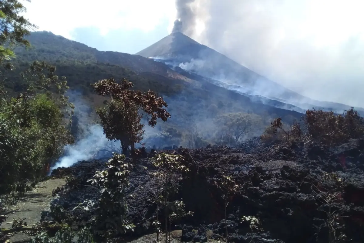 Según la Conred, fincas cafetaleras se han visto afectadas por el recorrido de lava que presenta el coloso. Foto: Conred