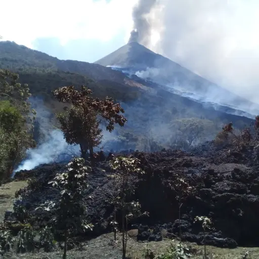 Según la Conred, fincas cafetaleras se han visto afectadas por el recorrido de lava que presenta el coloso. Foto: Conred
