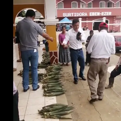 Recaudan dinero en la Municipalidad de Chisec para ayudar a detenidos por extraer pacayas ,