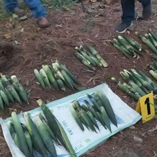 Pacayas decomisadas en Alta Verapaz ,