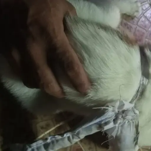 Twitter / @PGN_PANAMA