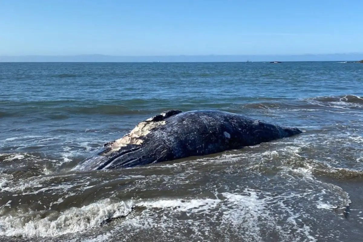 ballena-muertas, 