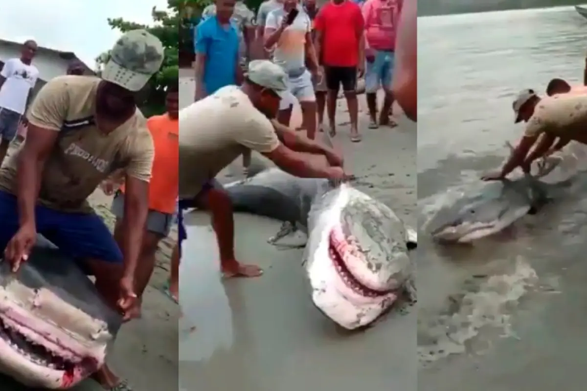 maltrato-a-tiburon-en-playas-de-colombia, 