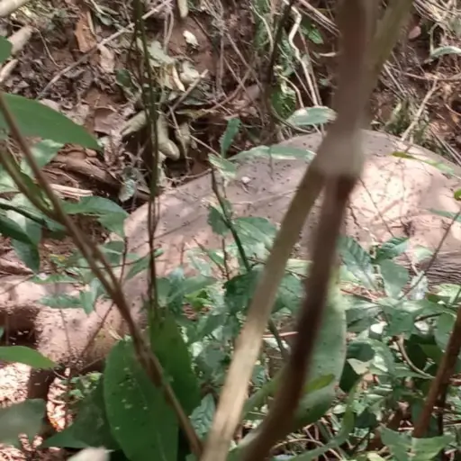 Elefantes muertos en India. Foto: Twitter