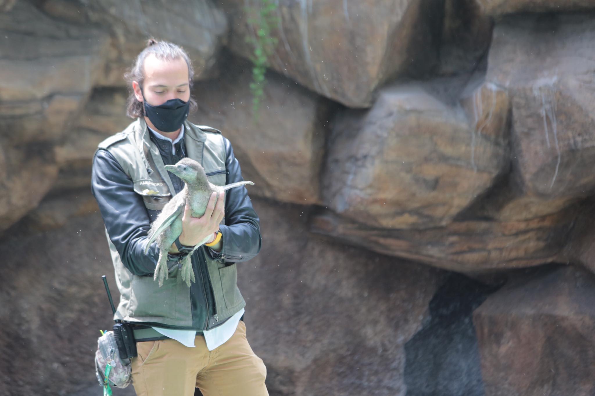 Zoológico La Aurora anuncia nacimiento de su primer bebé pinguino | 