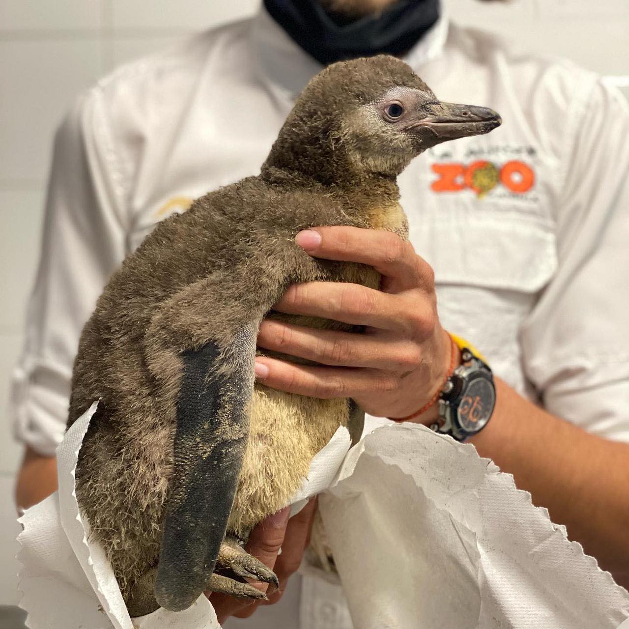 Zoológico La Aurora anuncia nacimiento de su primer bebé pinguino | 