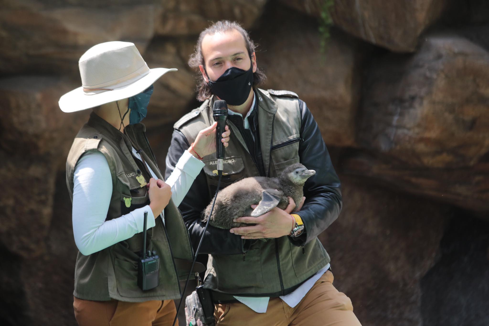 Zoológico La Aurora anuncia nacimiento de su primer bebé pinguino | 