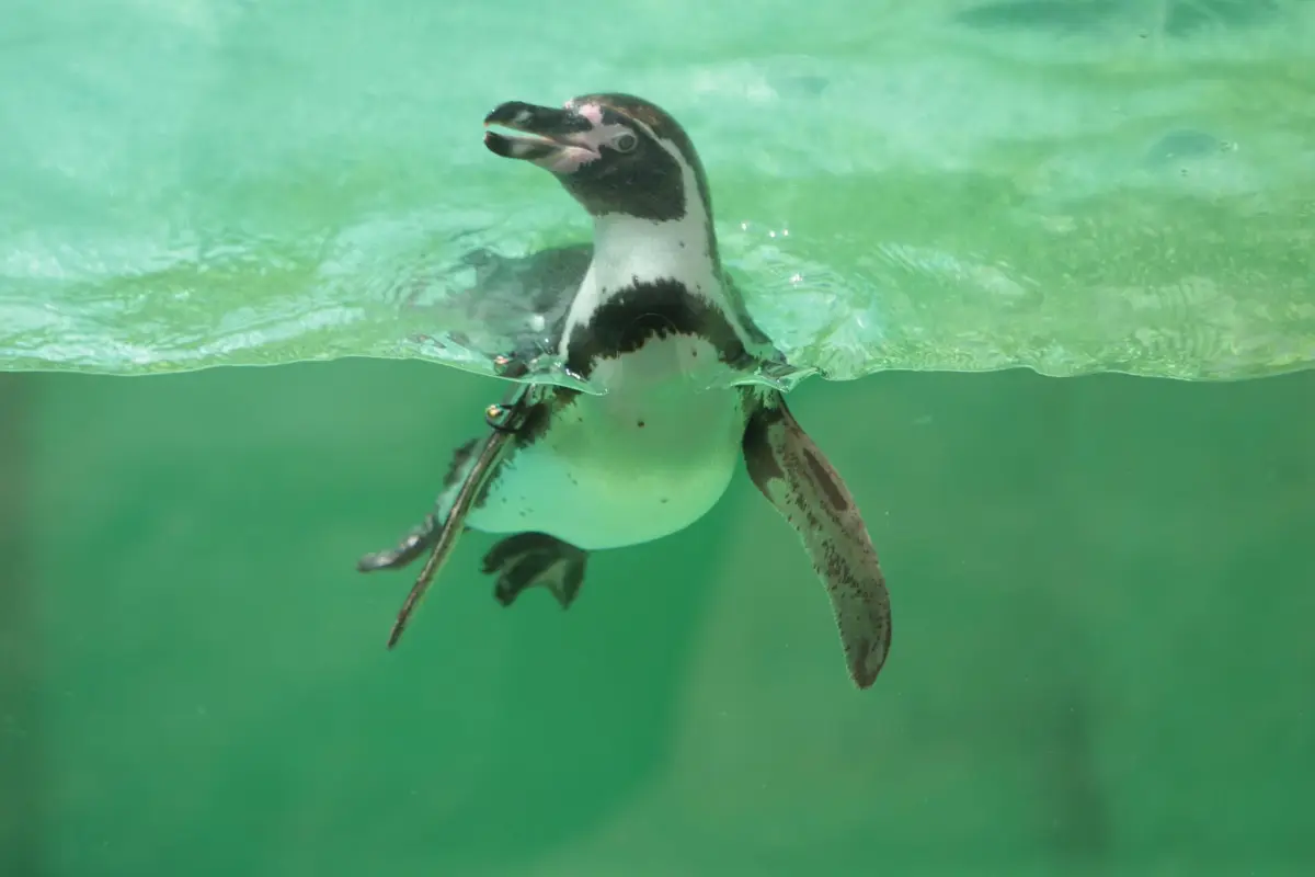 Zoológico La Aurora anuncia nacimiento de su primer bebé pinguino, 