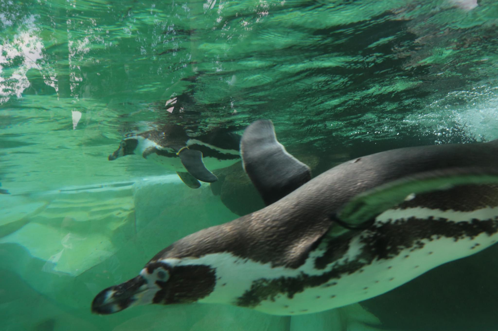 Zoológico La Aurora anuncia nacimiento de su primer bebé pinguino | 