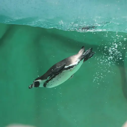 Zoológico La Aurora anuncia nacimiento de su primer bebé pinguino ,