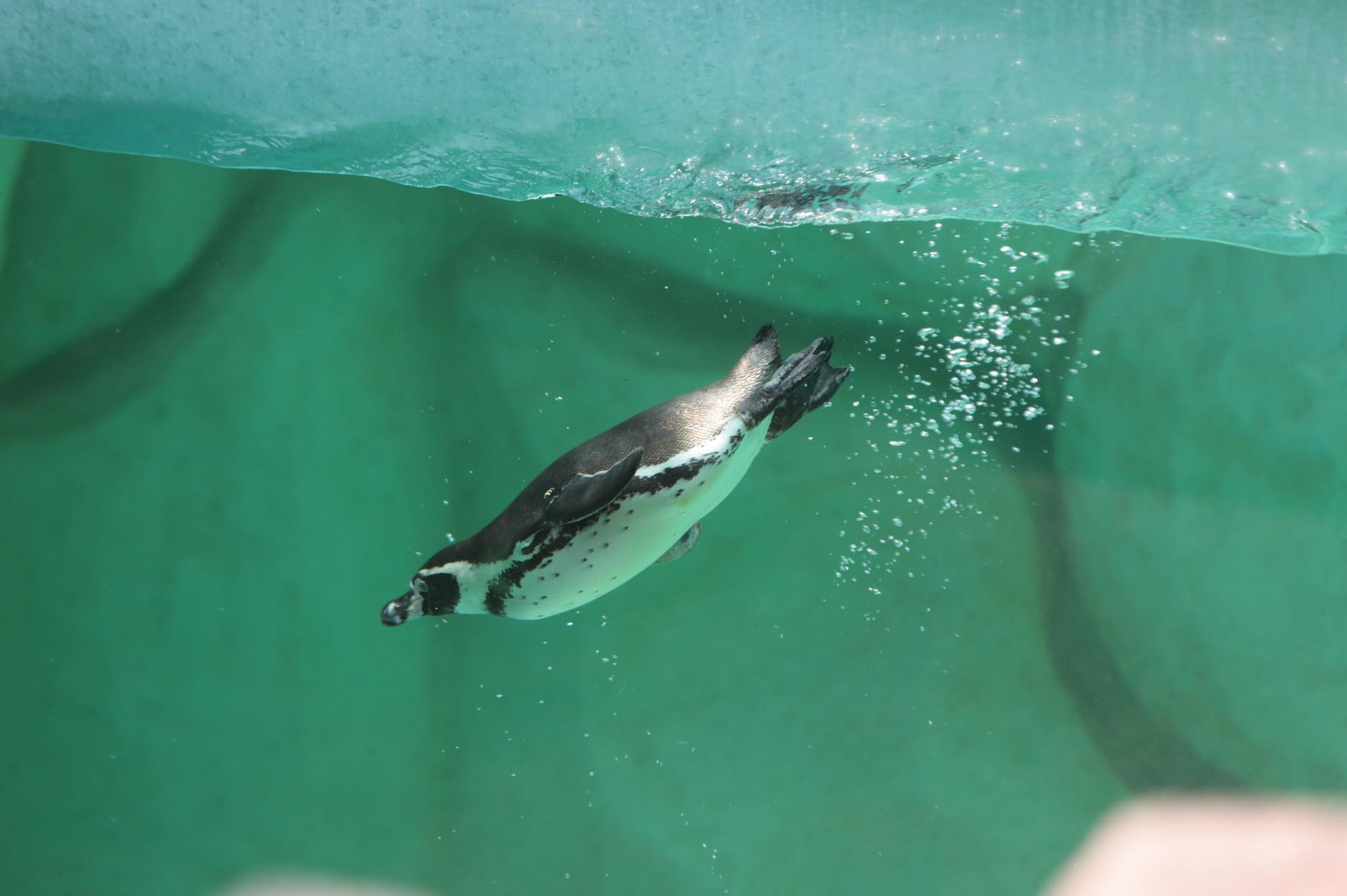 Zoológico La Aurora anuncia nacimiento de su primer bebé pinguino | 