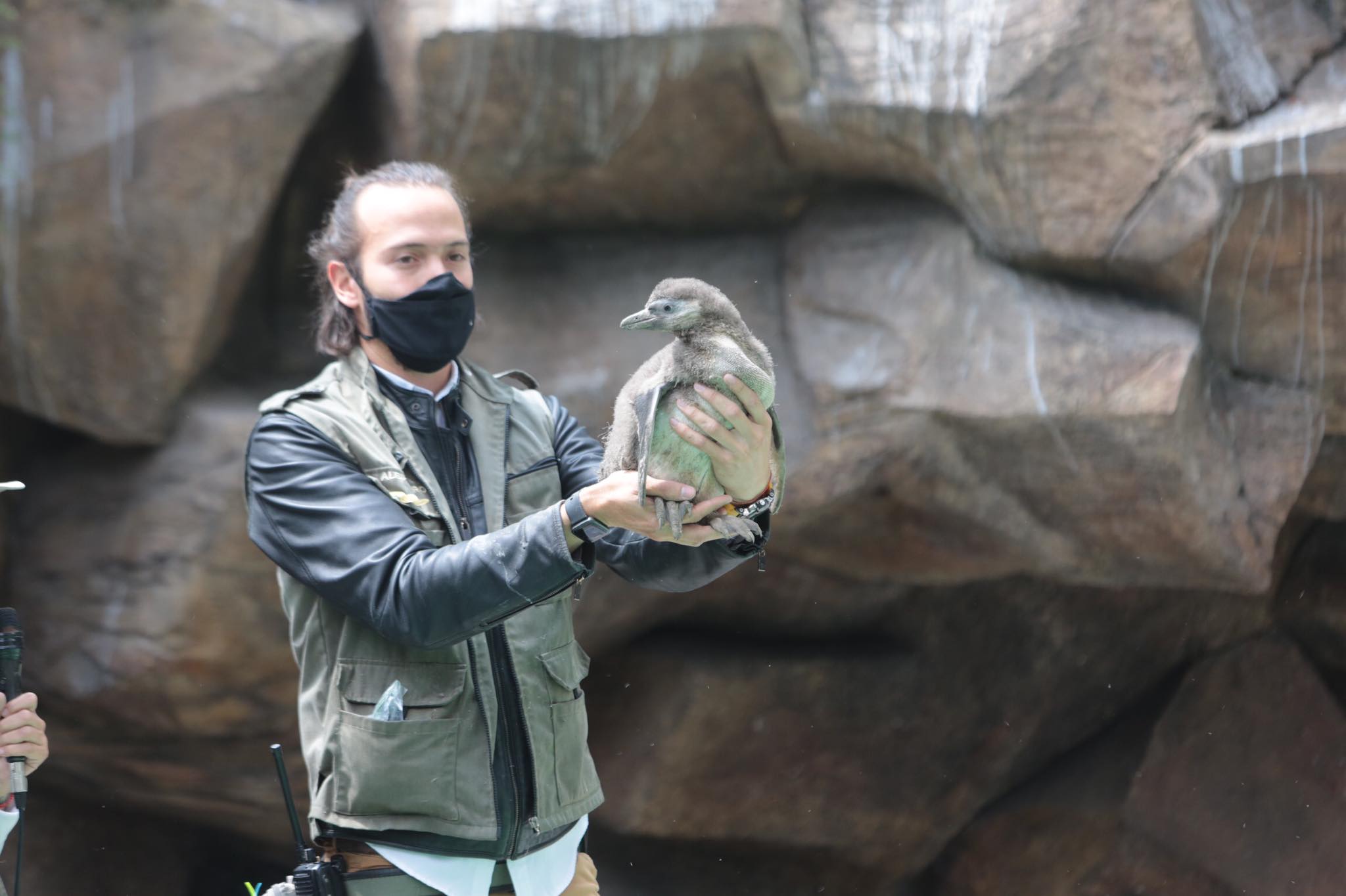 Zoológico La Aurora anuncia nacimiento de su primer bebé pinguino | 