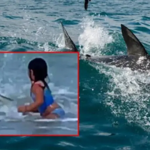 tiburón-niña-6-años ,