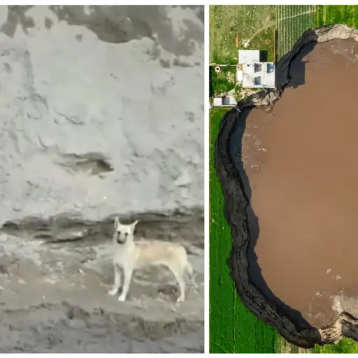 Twitter / Getty Images