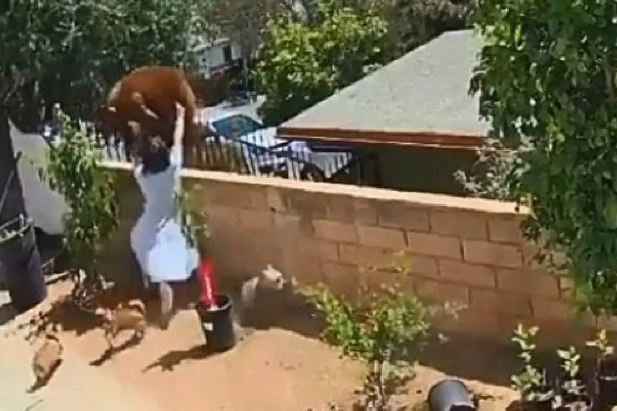 oso-eeuu-perro, 