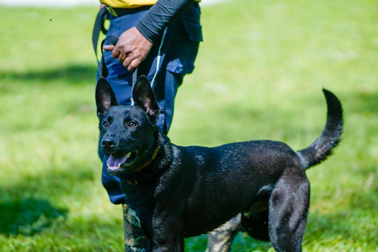 unidad-k9-policia-municipal-santa-catarina-pinula-5 | 