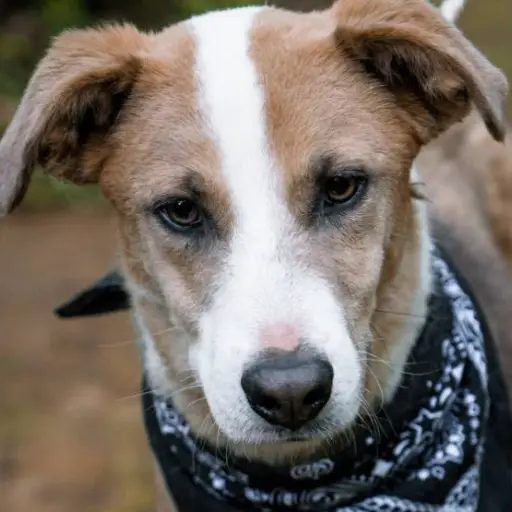 imagen_2021-07-30_134729 ,